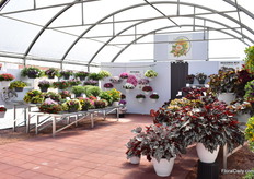 At Greenfuse Botanicals.